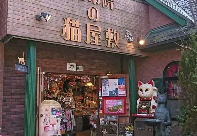 猫 湯布院で発見！保護猫フォレストの驚くべき癒しと絶対に訪れるべき理由